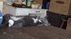 SMOKEY-CAT - PENDING ADOPTION