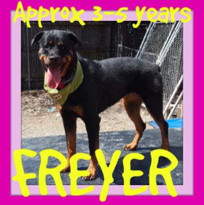 FREYER-AR - $250 reduced adoption