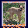 BOOMER - Reduced Adoption - $350