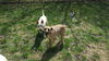 BOOMER - Reduced Adoption - $350