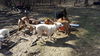 BOOMER - Reduced Adoption - $350