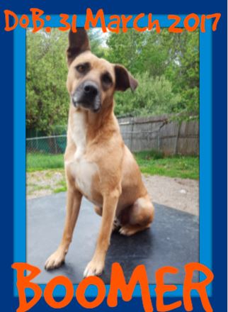 BOOMER - Reduced Adoption - $350