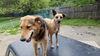 BOOMER - Reduced Adoption - $350