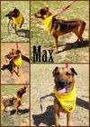 MAX-2