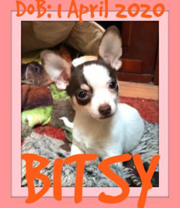 BITSY