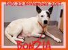 BONZAI