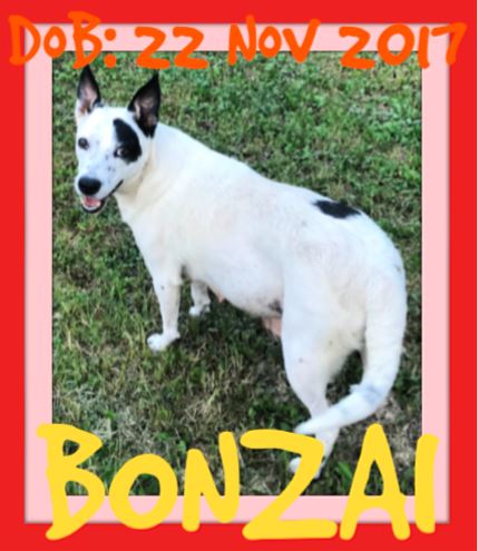 BONZAI