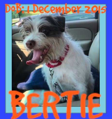 BERTIE-AR