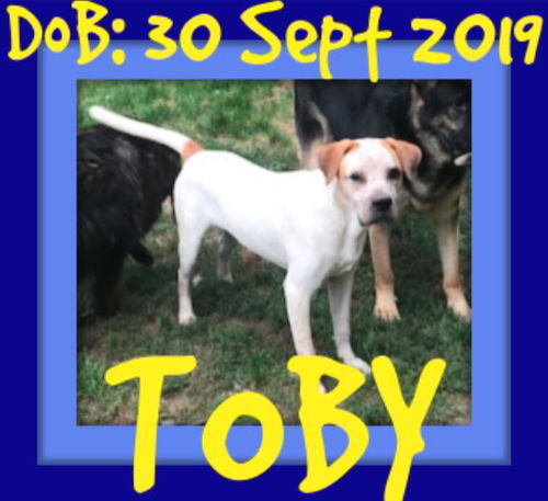 TOBY