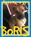 BORIS