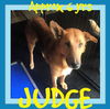 JUDGE