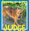 JUDGE