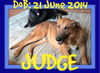 JUDGE