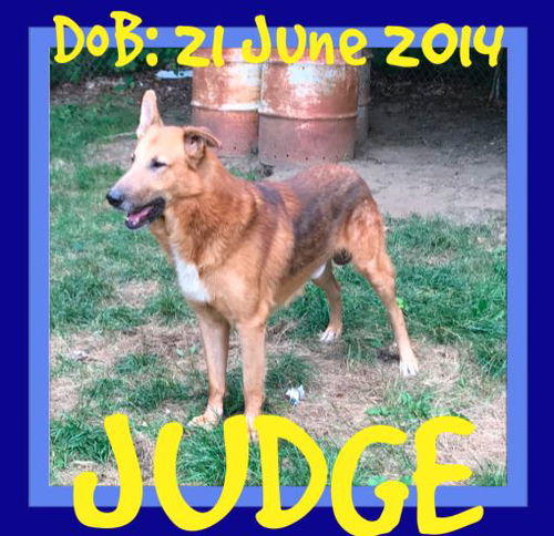 JUDGE