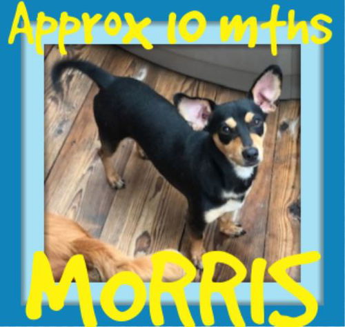 MORRIS