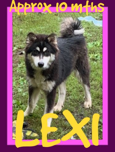 LEXI