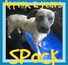 SPOCK