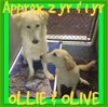 OLLIE bonded with OLIVE