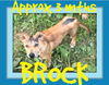 BROCK