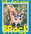 BROCK