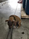 BRONSON