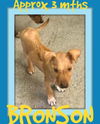 BRONSON