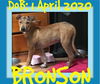 BRONSON