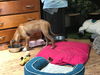 BRONSON