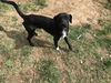 BUDDY
