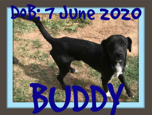 BUDDY