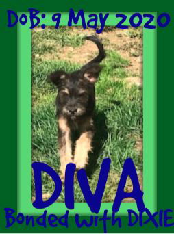 DIVA - bonded with DIXIE