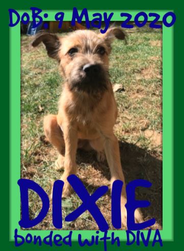 DIXIE bonded with DIVA