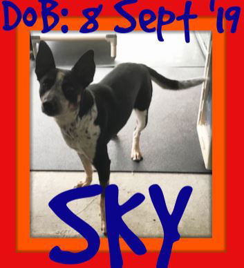 SKY