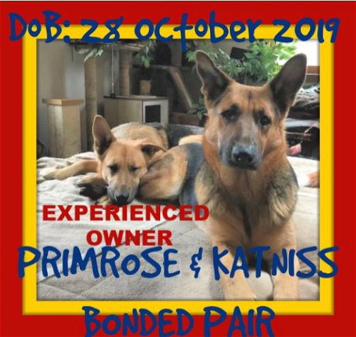 KATNISS - bonded with PRIMROSE
