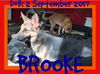 BROOKE