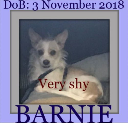 BARNIE