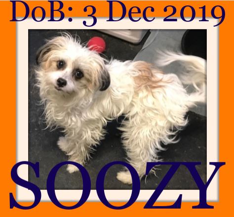 SOOZY