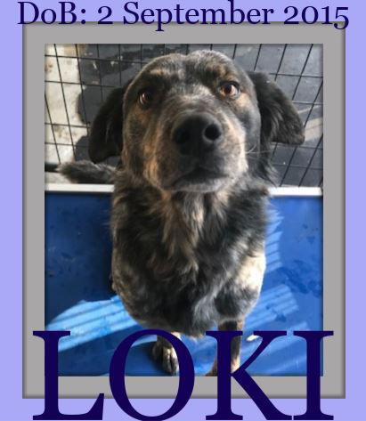 LOKI