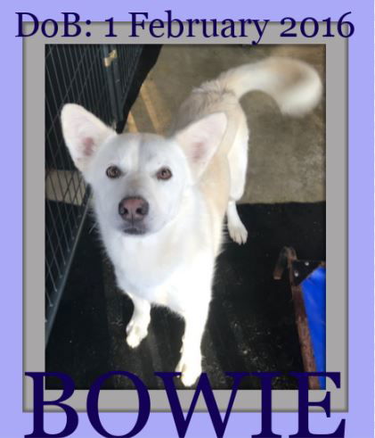 BOWIE