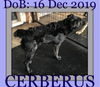 CERBERUS