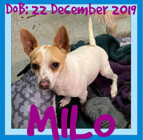 MILO