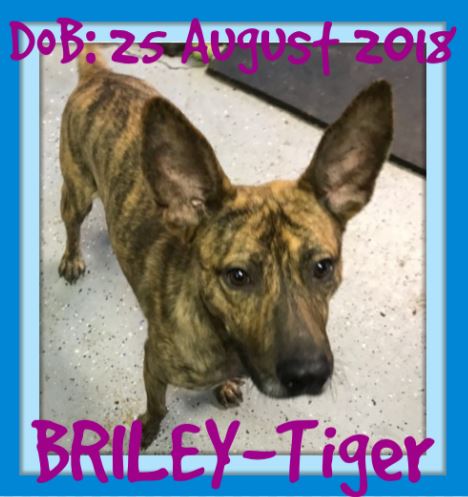 BRILEY-TIGER