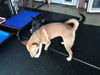 LOLA