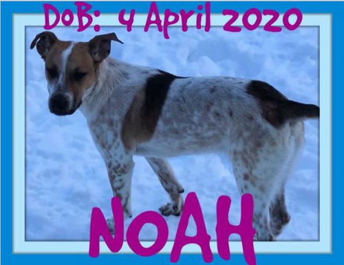 NOAH