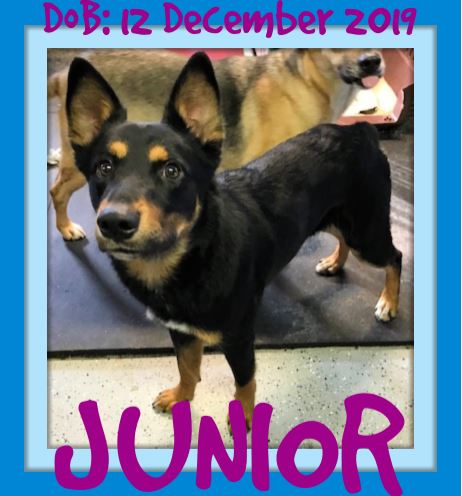 JUNIOR