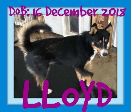 LLOYD