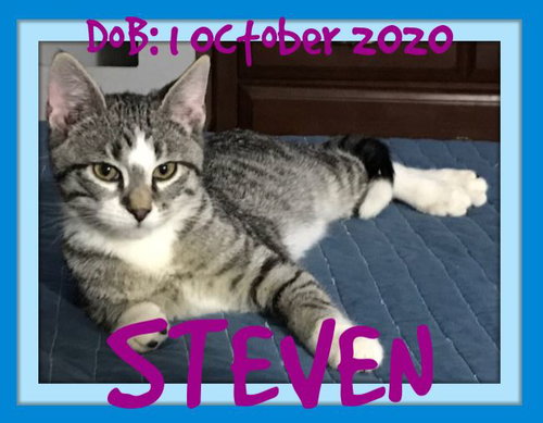 STEVEN