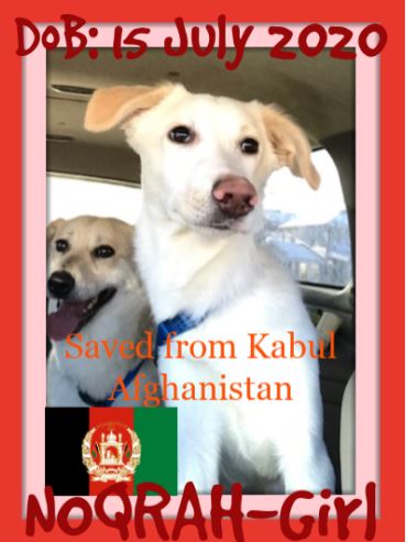 NOQRAH- Afghan pup