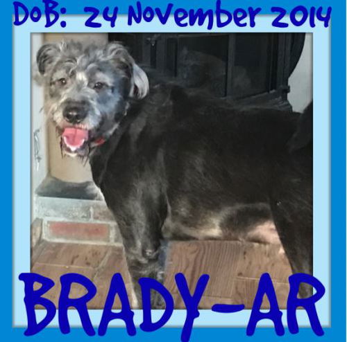 BRADY-AR - $300