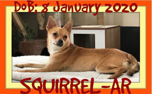 SQUIRREL - AR